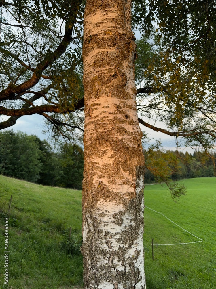 Fototapeta premium Tree with a white bark is standing in a grassy field
