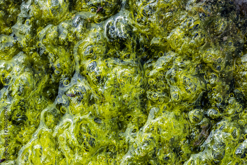 Close up macro photo of vivid green freshwater algae with trapped oxygen bubbles on wet ground. Abstract aquatic biological texture