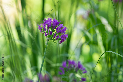 Allium, ornamental onion, with a delicate spherical cluster of violet-purple flowers rising above lush green grass and foliage in a summer garden. 