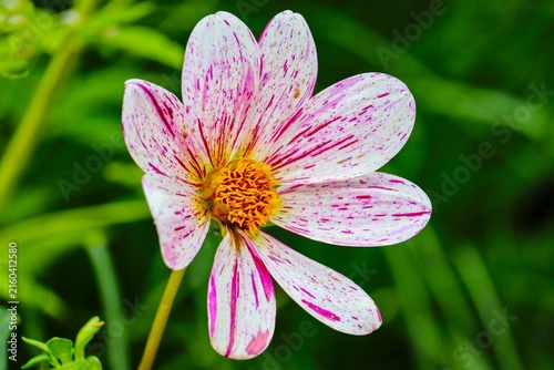 blüte der Cosmea in rot und weiß