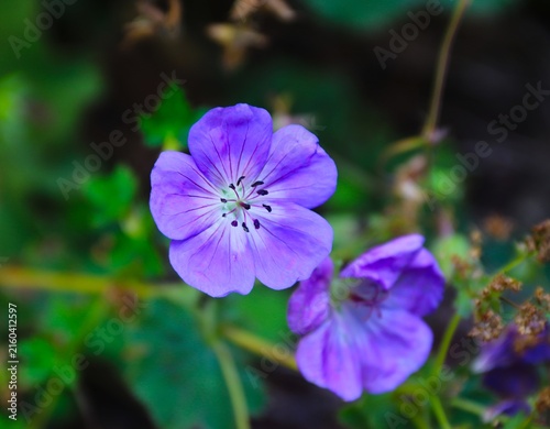 lila Blüte des Storchschnabel