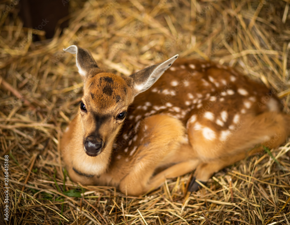 © ADDICTIVE STOCK - Spotted fawn resting on straw at a peaceful farm