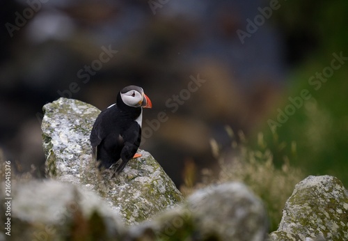 Atlantic puffin (Fratercula arctica)