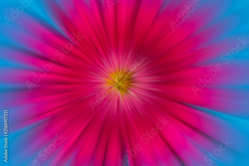 Konstfotografi Single bright pink fuchsia gerber daisy flower isolated on a bright blue backdrop with a zooming motion effect