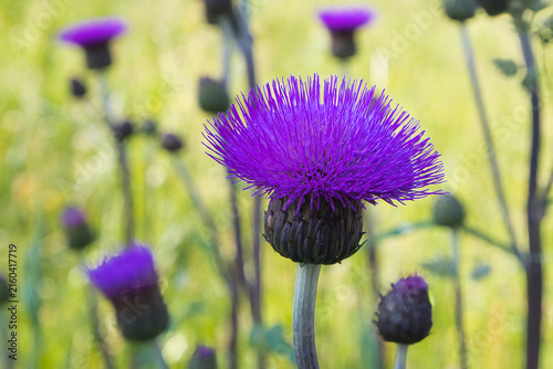 Fotografie Cirsium heterophyllum, known in English as the melancholy thistle, is a spineless, herbaceous perennial in the Asteraceae family