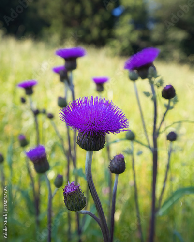 Obraz na płótnie Cirsium heterophyllum, the melancholy thistle, grows in upland meadows, grasslands, road verges and open woodland