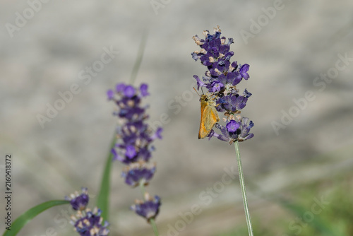 Bild auf Leinwand Large Skipper butterfly (Ochlodes sylvanus) perched on lavender plant in Zurich,