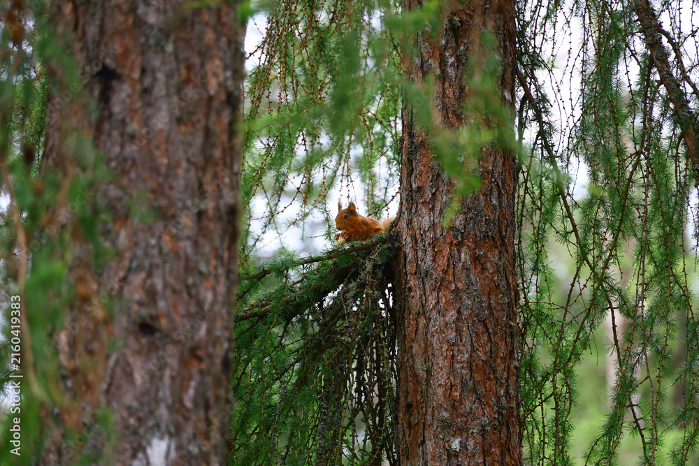 Obraz premium Red Squirrel sitting on branch between two pine trees in forest