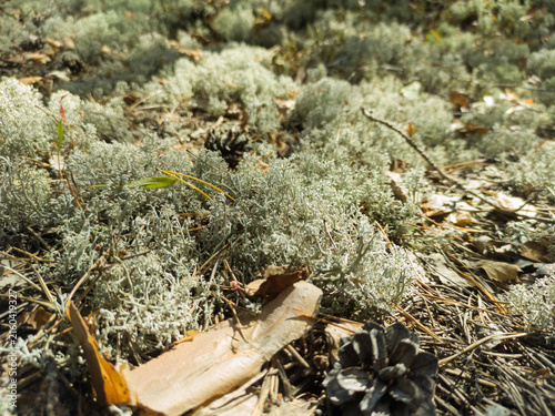 Forest flora. Autumn in the forest.  Yagel lichen. Cladonia.