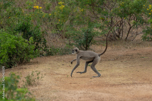 Photography Gray langur monkey carrying its baby on a dirt path in the indian wilderness wit