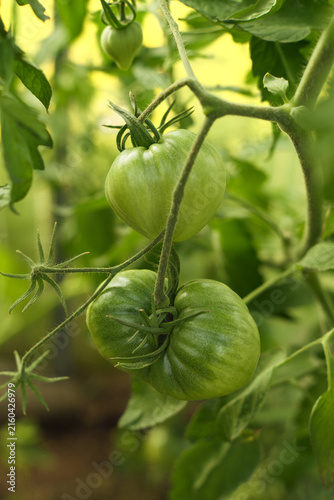 Green unripe tomato fruit on vine in greenhouse