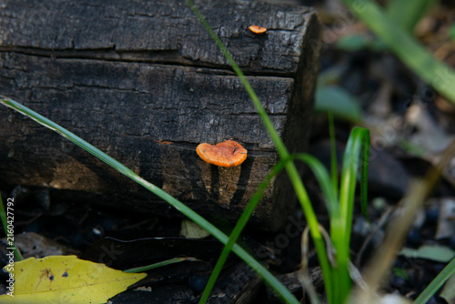 Fotografía Macro view of bright orange polypore mushroom on charred wood with green grass