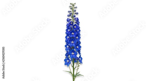 Tall blue delphinium flower spike isolated on white background studio shot with delphinium isolated background botanical perennial ornamental