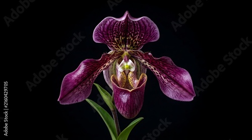 Exotic dark purple and maroon orchid flower blooming isolated against a solid black background with lady slipper background tropical isolated
