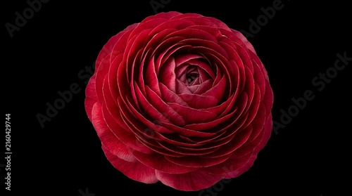Red ranunculus flower top view isolated on black background with water droplets ranunculus droplets background isolated romantic colorful