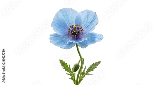 Blue poppy flower with green stem and bud isolated on white background meconopsis isolated background wildflower delicate greenery stunning