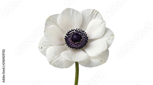 White anemone flower with dark purple center stamen isolated on white background isolated background botanical perennial decorative graphics