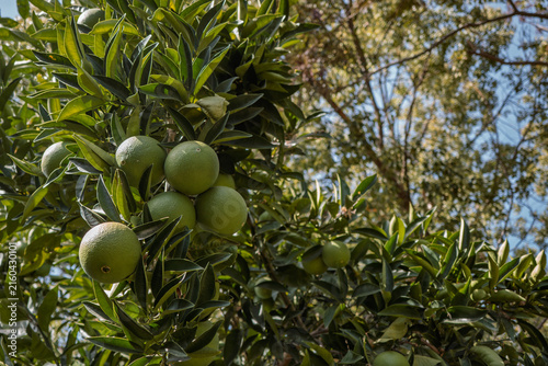 Unripe Green Oranges Growing on Tree Branch