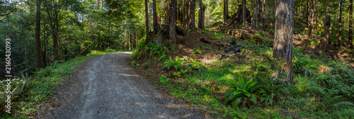 Dirt Road Winding Through Coastal California Forest