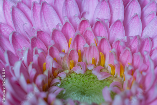 Close up of a pink gerbera daisy