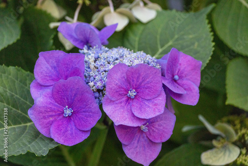 Hortensie