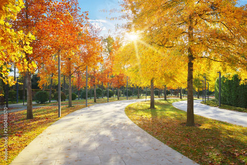 A winding paved stone walkway cutting through a modern park filled with vibrant yellow and orange autumn trees and  bright sun flare. Outdoor environment serves design element.