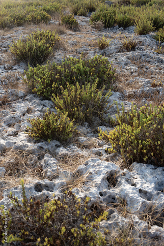 VEGETAZIONE DELLA MACCHIA MEDITERRANEA TRA LE ROCCE CARSICHE SULLA COSTA DEL SALENTO