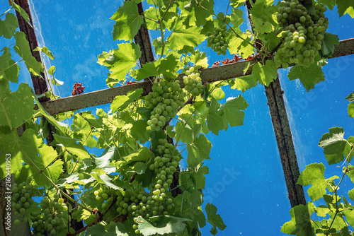 Green grape clusters growing under greenhouse structure in bright sunlight. Viticulture, agriculture