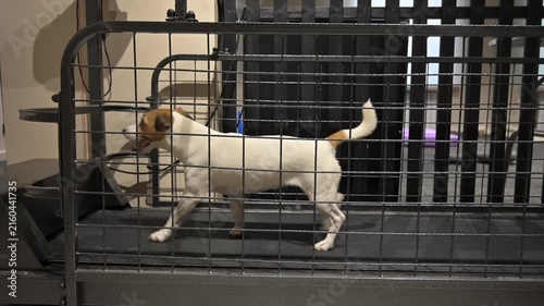 A Jack Russell Terrier runs on a treadmill.