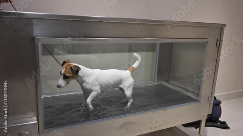 A Jack Russell Terrier walks on a treadmill in the water. Animal rehabilitation.