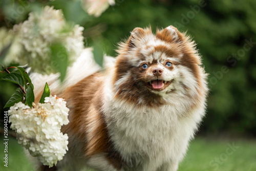 happy merle spitz dog with blue eyes posing outdoors in summer