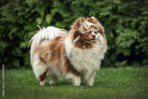 cute merle pomeranian spitz dog posing outdoors in summer