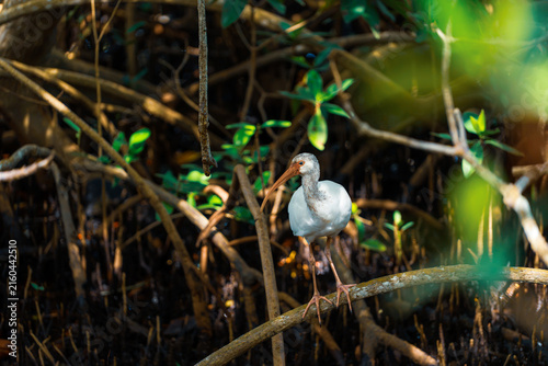 Foto white ibis in forest