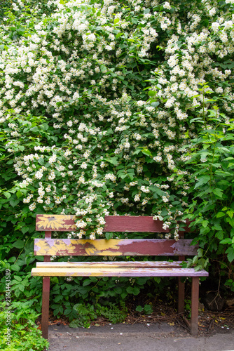 Beautiful white jasmine in the garden