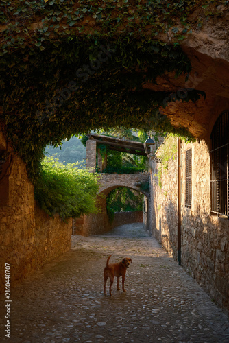 Dog in a sunlit stone alley of Mura village