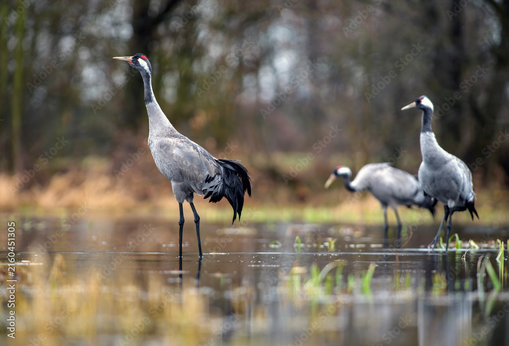Obraz premium Common crane standing in shallow wetland with flock in the background