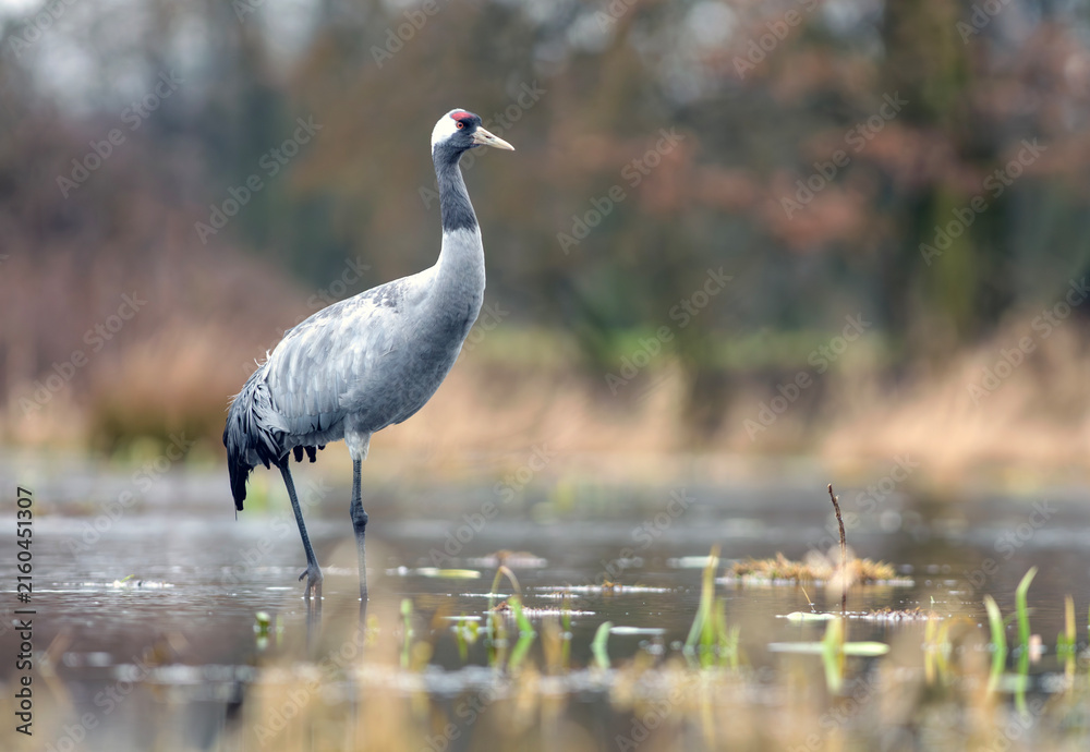 Obraz premium Common crane standing in shallow wetland at dawn