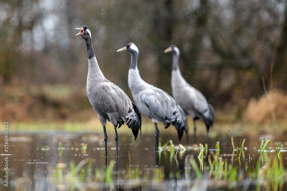 Obraz premium Common crane calling in a wetland during breeding season