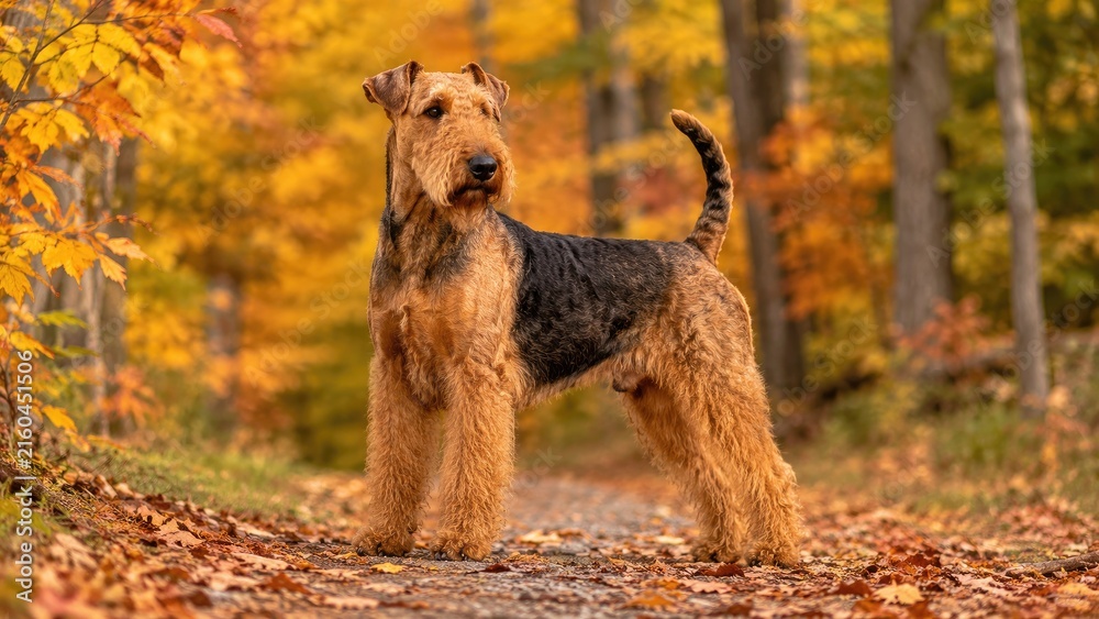 Fototapeta premium A regal Airedale Terrier standing on a leaf-strewn forest path surrounded by vibrant autumn foliage