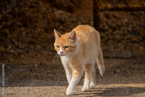 Ginger and White Cat Walking Toward Camera on Gravel Path