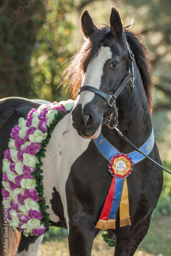 Fotografie adult female Gypsy Vanner Horse mare with show ribbons prize