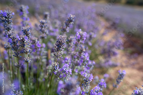Blooming Lavender Field in Summer with Purple Flower close up.