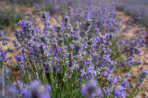 Blooming Lavender Field in Summer with Purple Flower Rows.