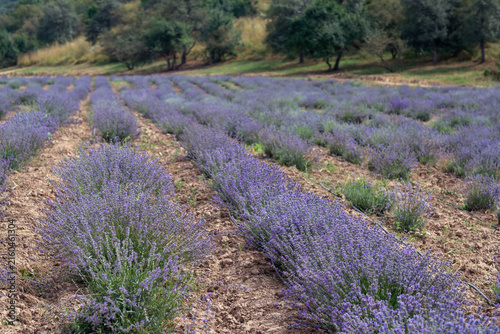 Blooming Lavender Field in Summer with Purple Flower Rows.
