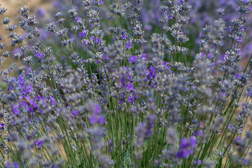 Blooming Lavender Field in Summer with Purple Flower Rows.