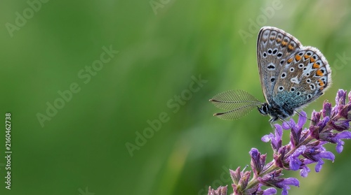 Macro Butterfly on Purple Flower Corporate Keynote Slide