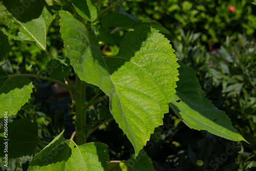 Obraz na plátne Close-up of a sunflower leaf