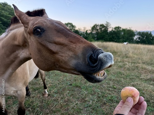  Horse reaching for a peach from a human hand — close-up in pasture