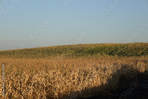 Cuadro en lienzo Drought-stricken maize field with healthy green crop beyond and burnt margin, no