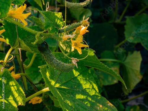 Young cucumber on flowering vine